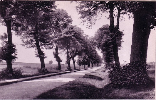 Lindenallee bei Crailseim/Württ., um 1925
(Quelle: Die Autobahn Heft 1 (1935), S. 123)